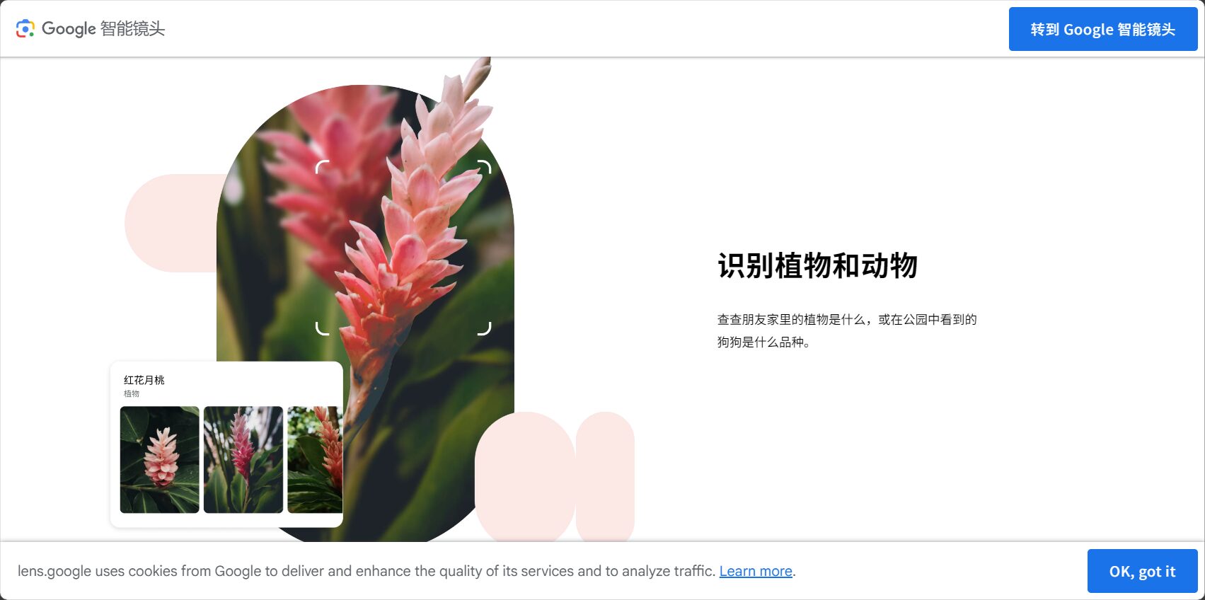 谷歌识图是什么?5分钟带你快速了解谷歌识图的核心功能与应用场景