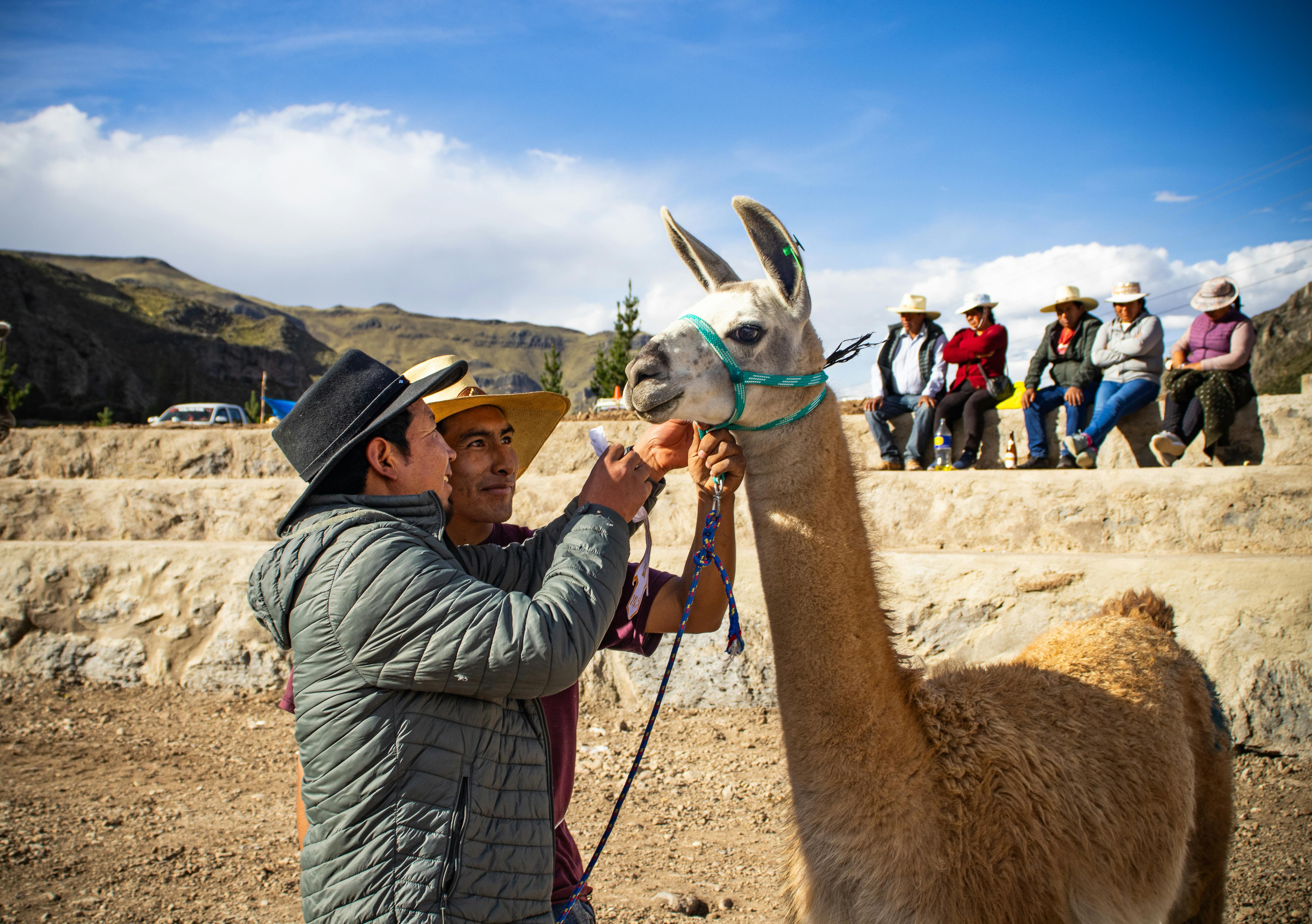 StableVicuna